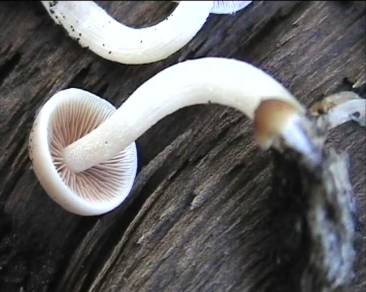 Psathyrella cernua   ( Vahl.:Fr. )  Hirsch